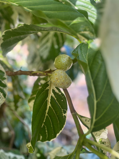Variegated Noni