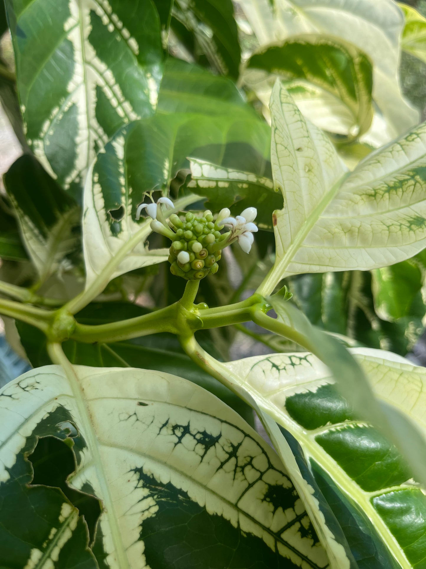 Variegated Noni