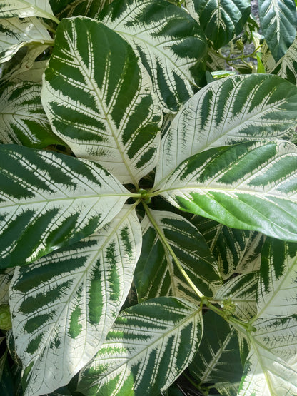 Variegated Noni