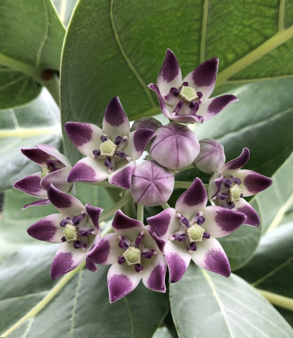 Mini Crown Flower