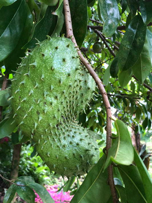 Soursop Tea