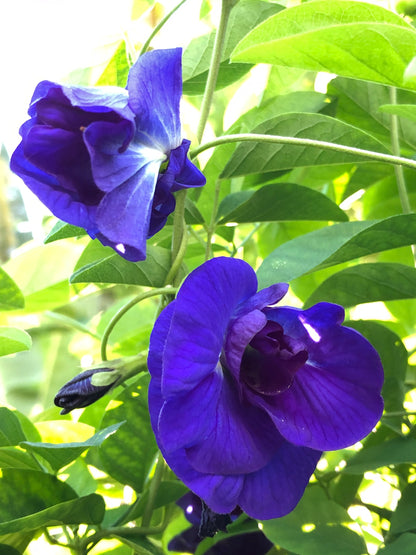 Butterfly Pea Tea