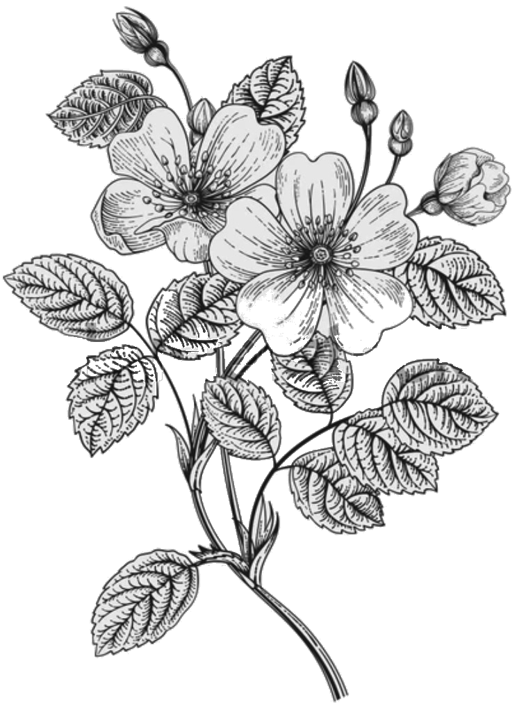 ʻIlima