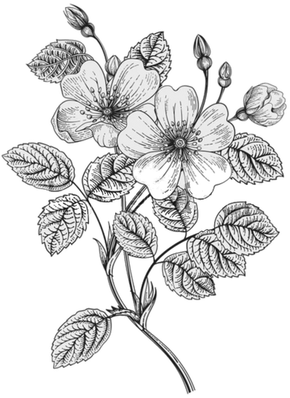 ʻIlima