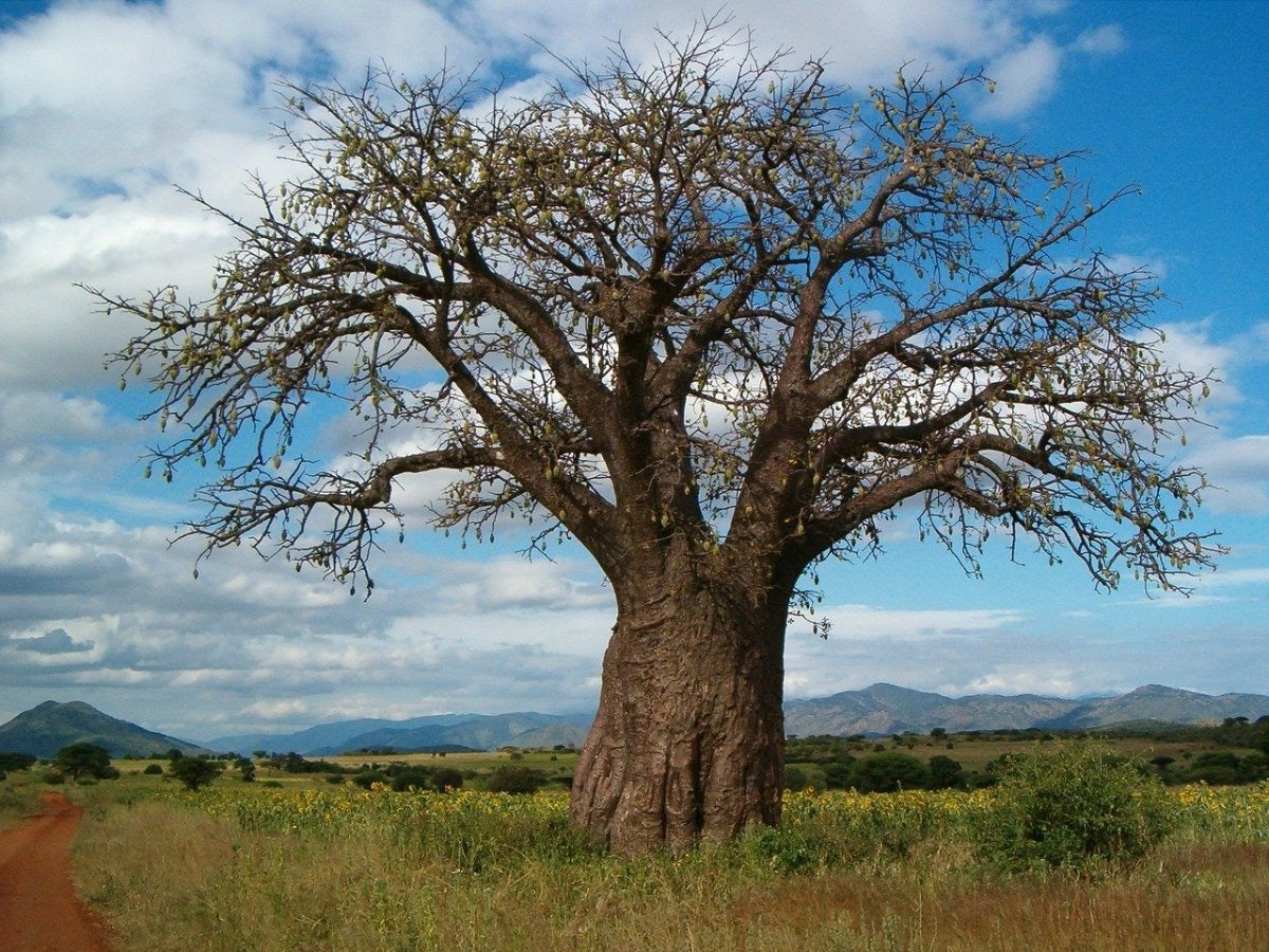 Baobab