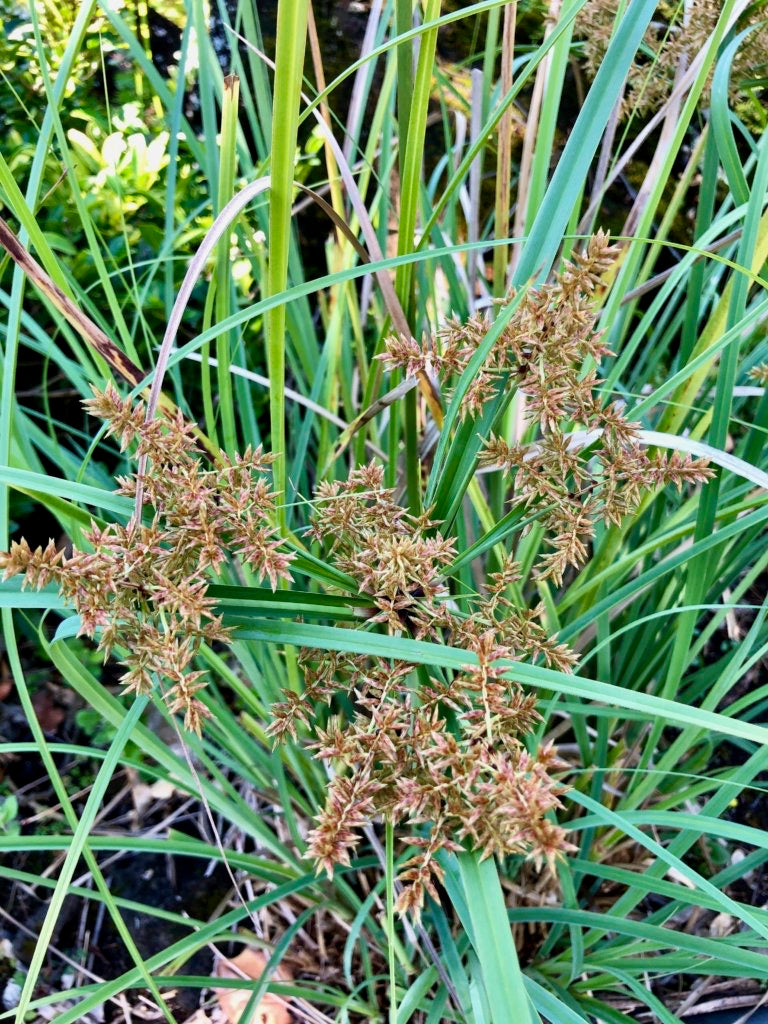 ʻAhuʻawa