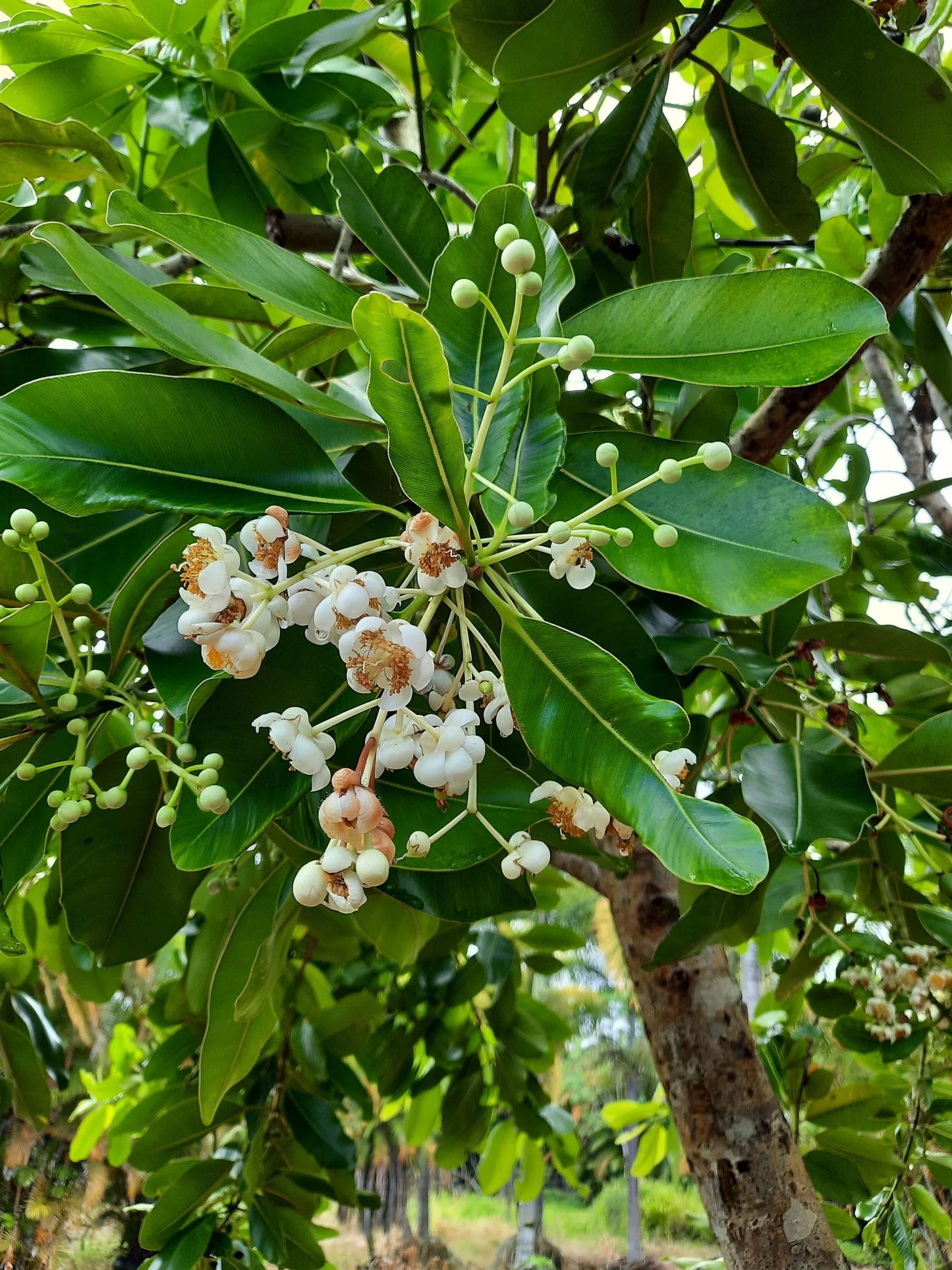 Kamani