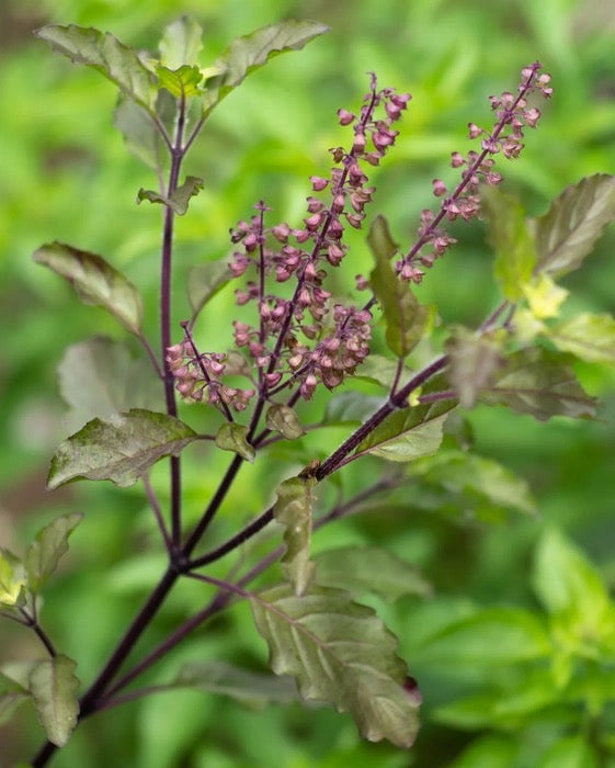 Tulsi