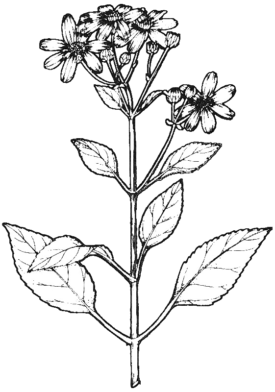 Kōʻokōʻolau