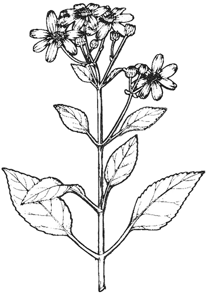 Kōʻokōʻolau