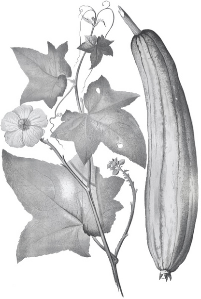 Luffa