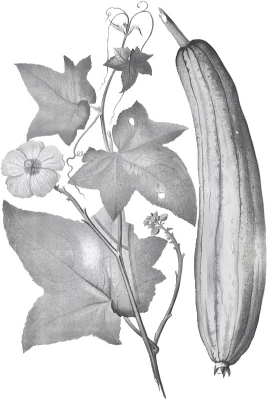 Luffa