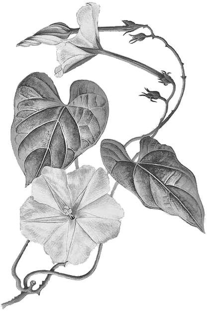 Koali