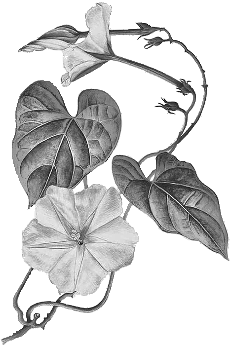 Koali