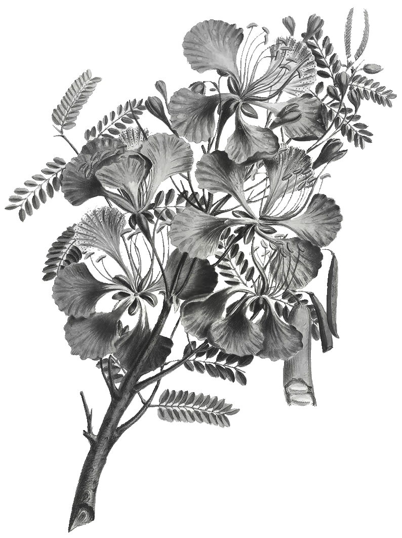 Royal Poinciana