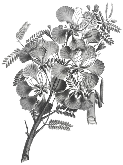 Royal Poinciana