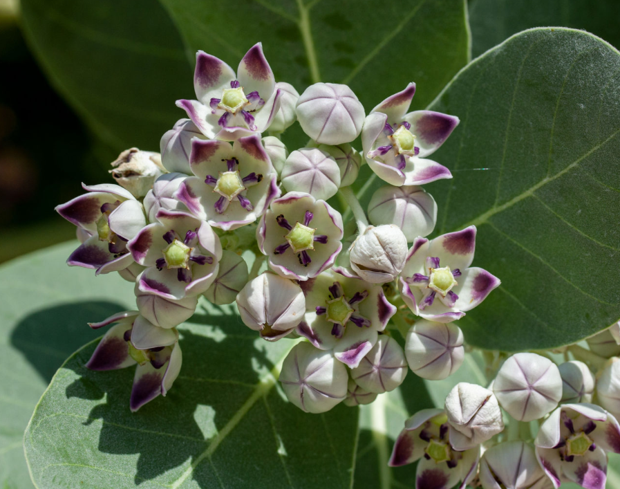 Mini Crown Flower