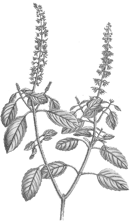 Tulsi