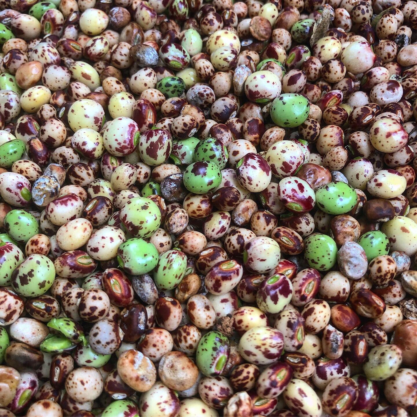Pigeon Pea