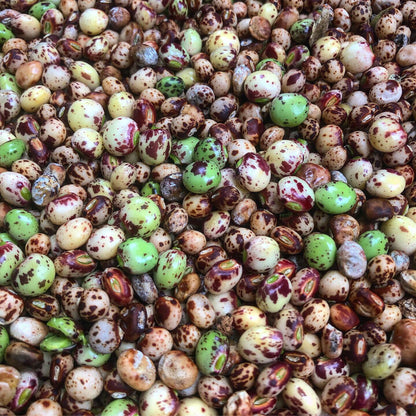 Pigeon Pea