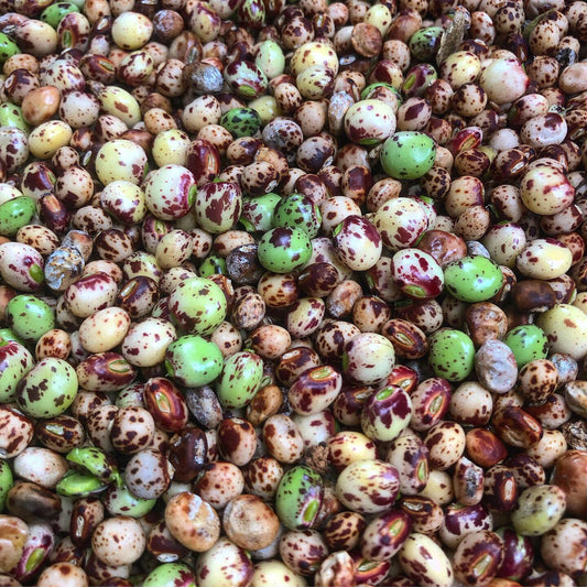 Pigeon Pea