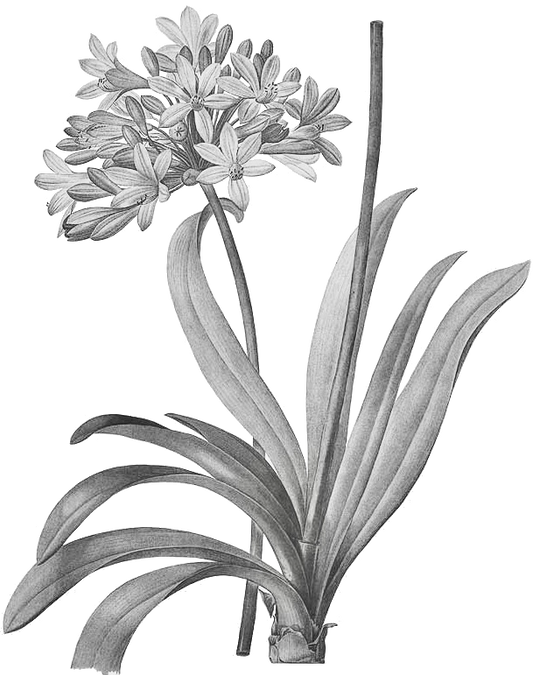 Agapanthus