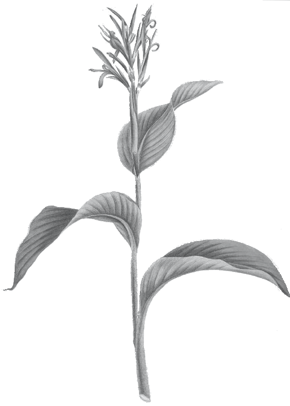 Aliʻipoe