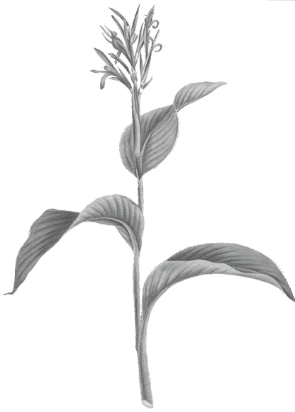 Aliʻipoe