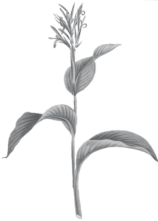 Aliʻipoe