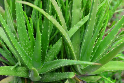 Aloe