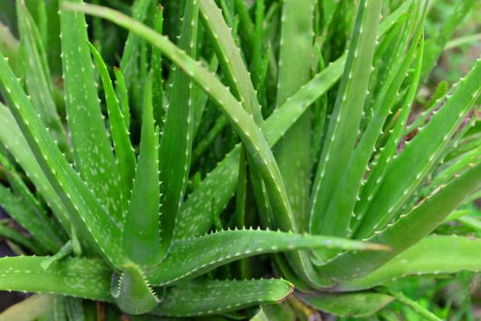 Aloe