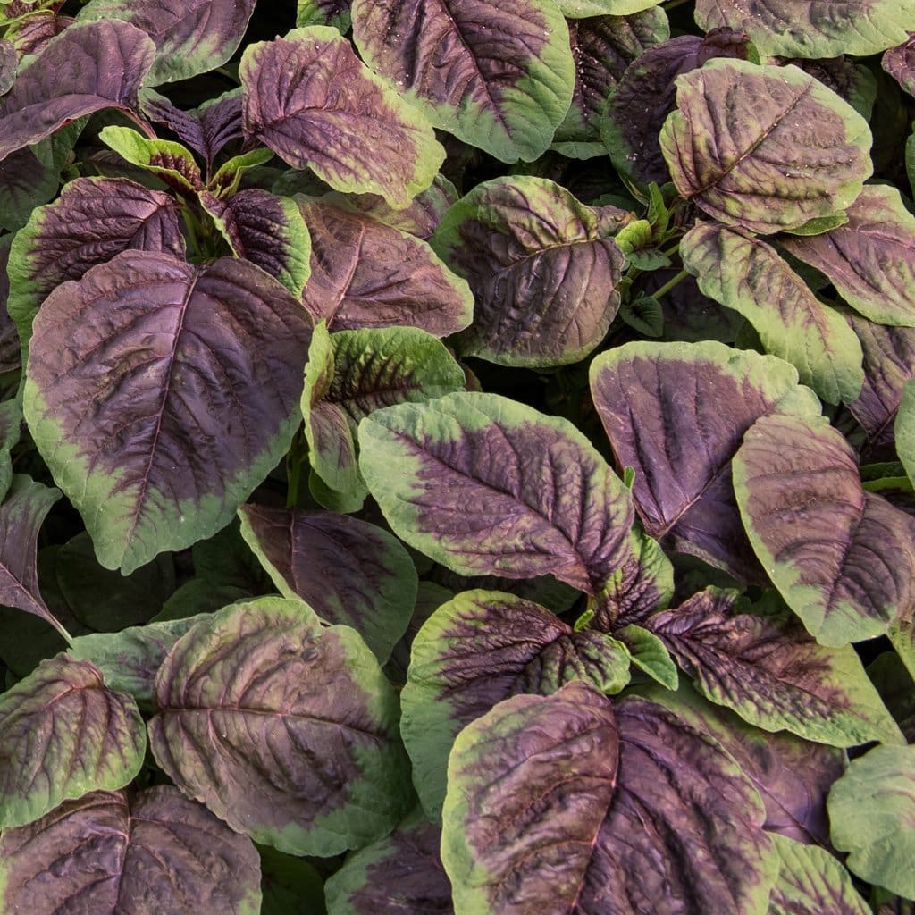Amaranth