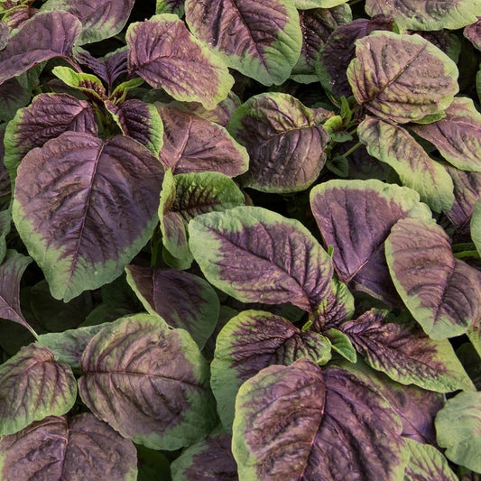 Amaranth