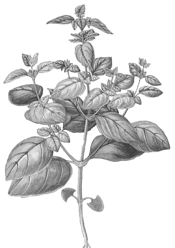 Basil