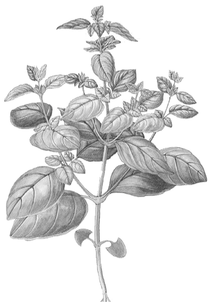 Basil