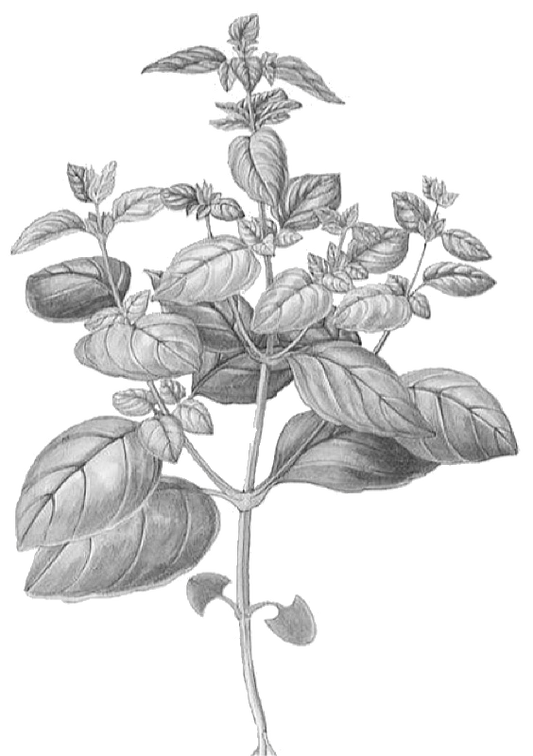 Basil