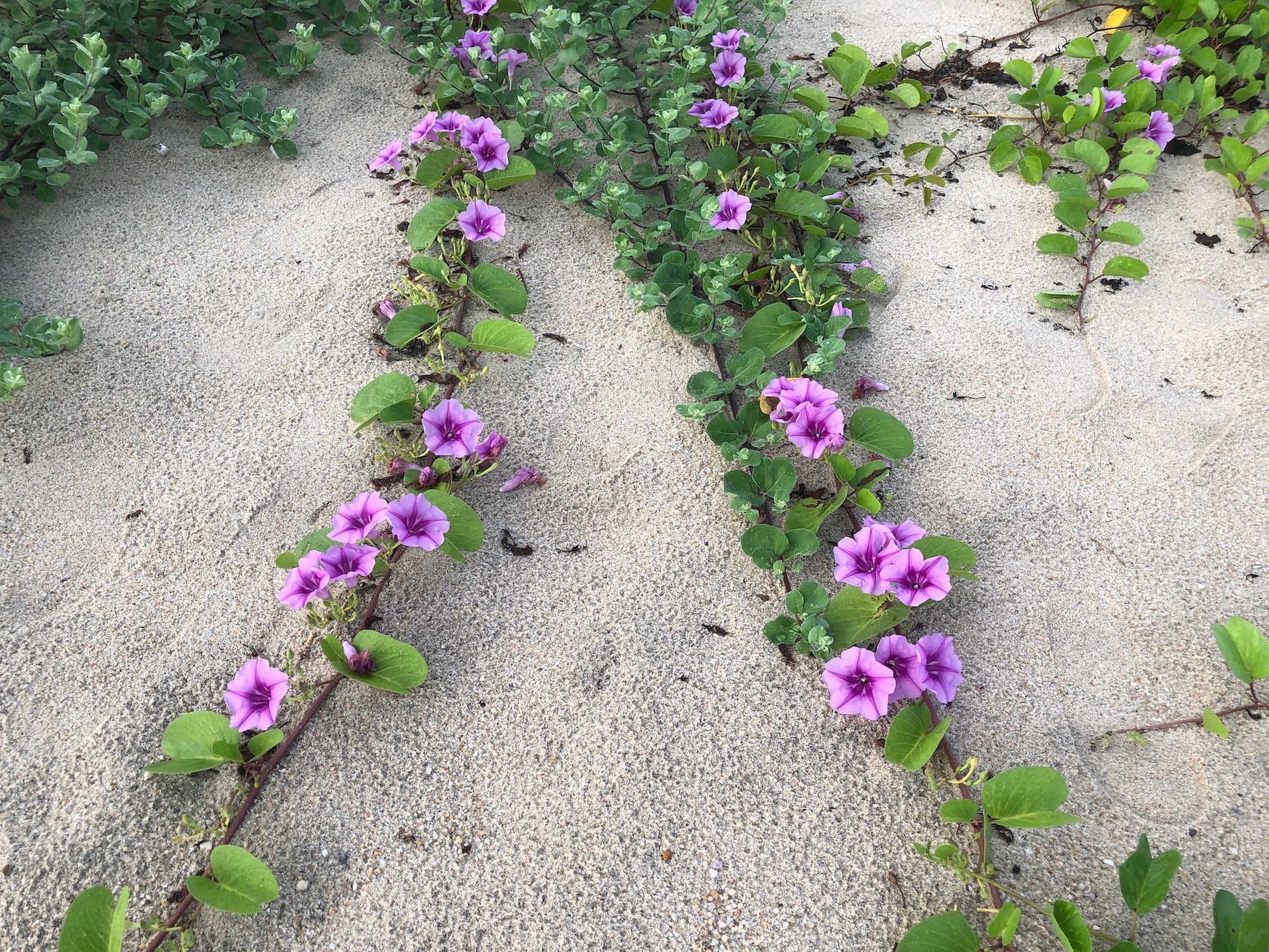 Beach Morning Glory Flowers are on the beach