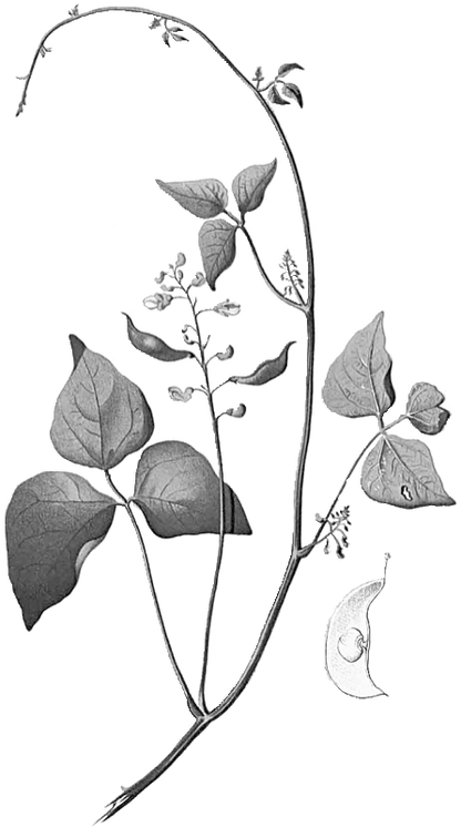 Kamanā Butter Bean