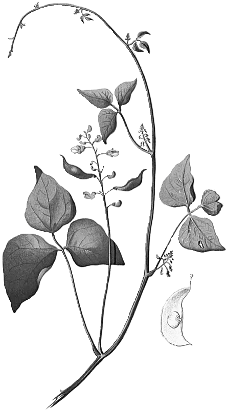 Kamanā Butter Bean
