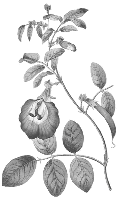 Butterfly Pea
