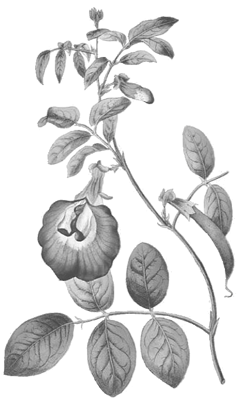 Butterfly Pea