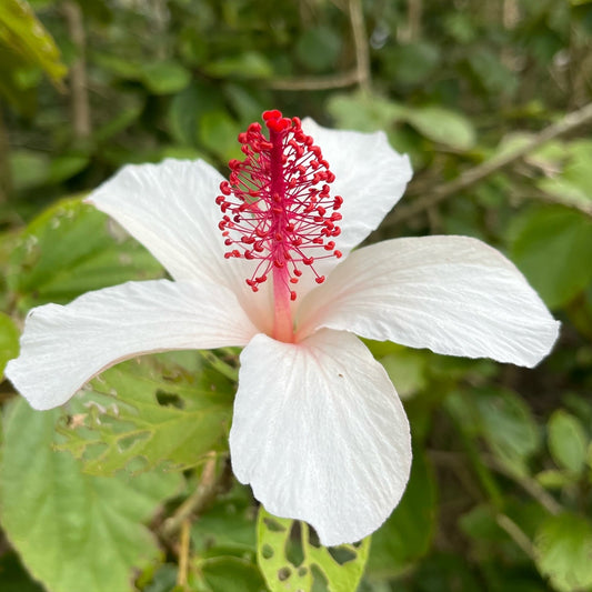 Kokiʻo Keʻokeʻo