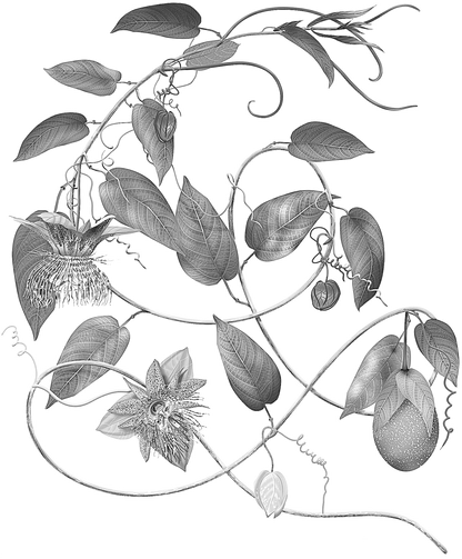 Cholupa