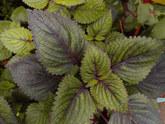 Closeup of Perilla frutescens, an annual plant with dark purple and green foliage.