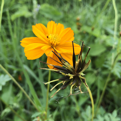 Cosmos