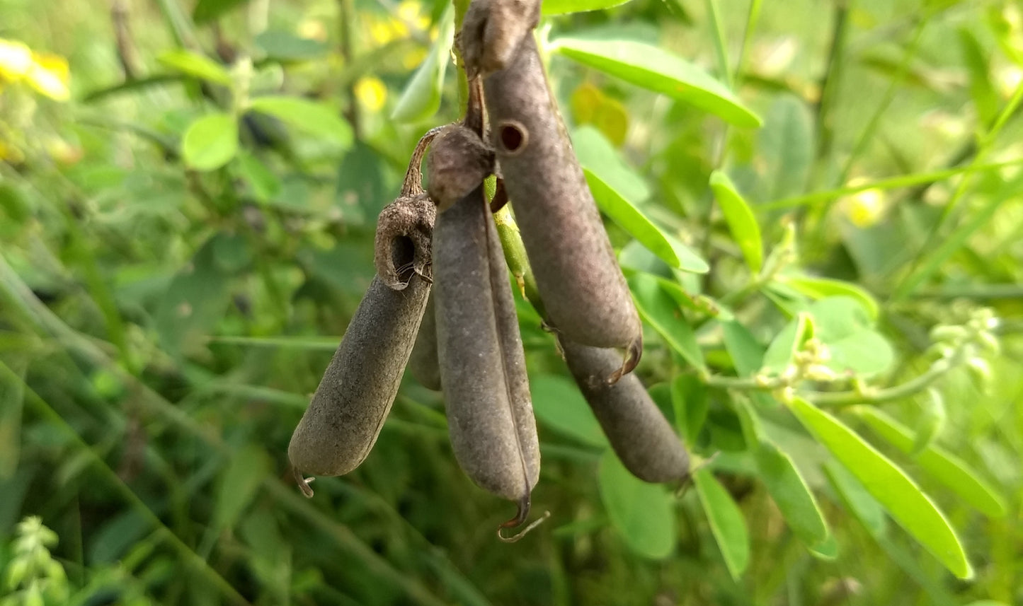 Crotalaria