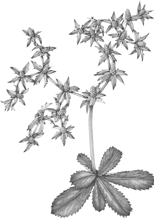 Culantro