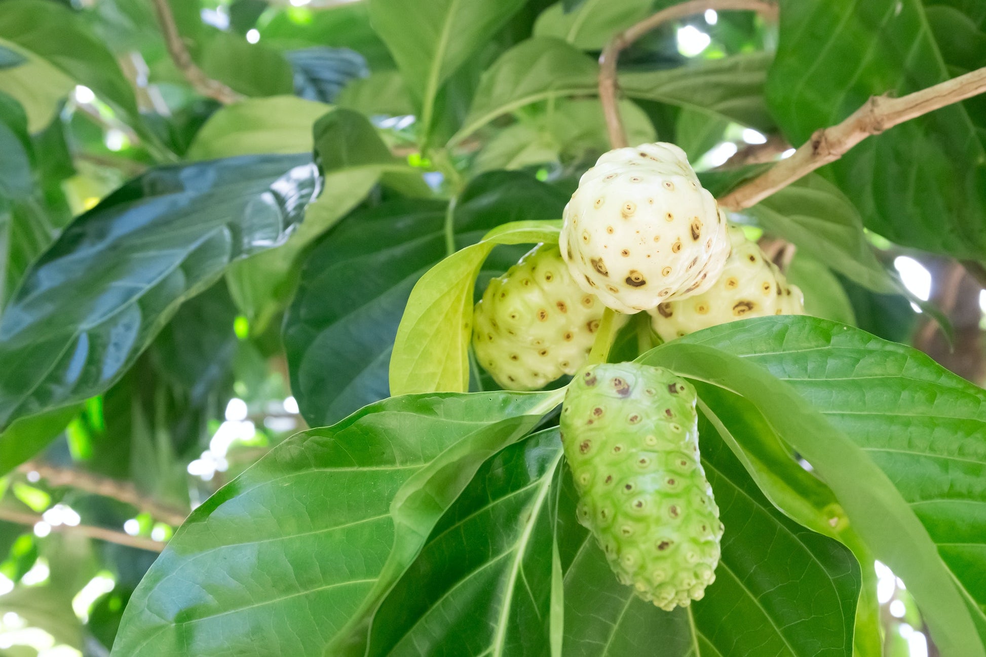 Exotic Noni fruit on the tree