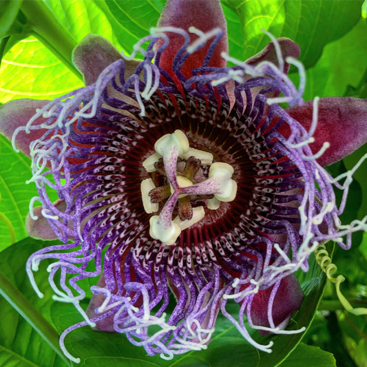 Giant Passionfruit