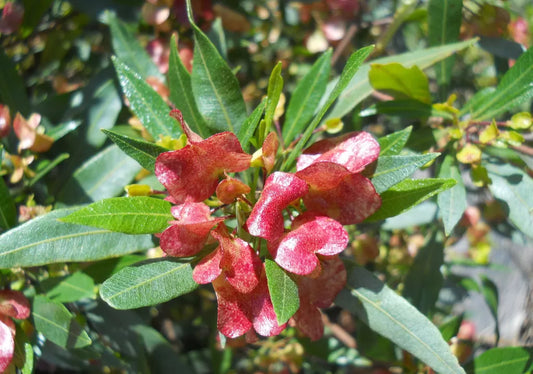 ʻAʻaliʻi